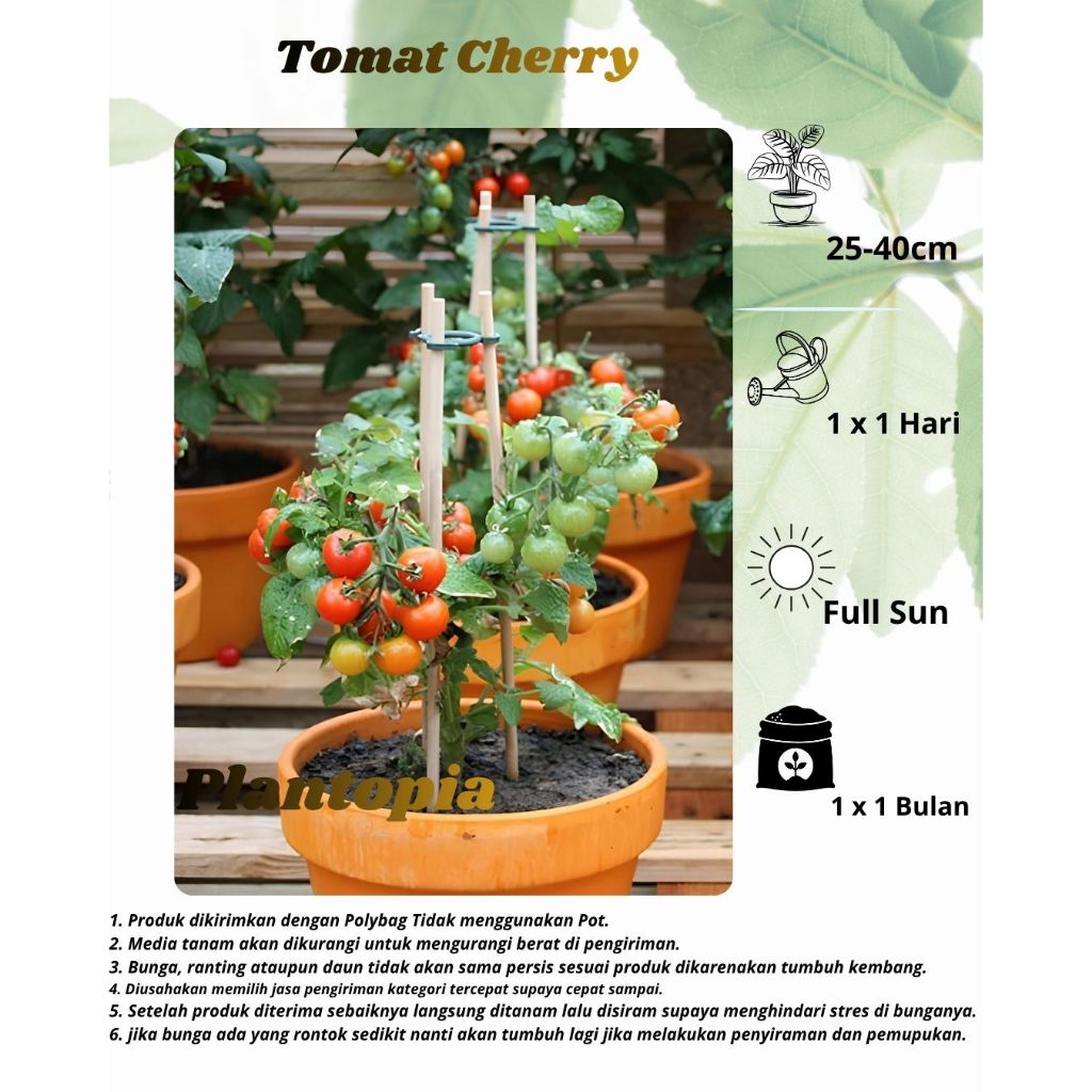 Tomat Ceri - Bibit Tomat Cherry Manis - Siap Tanam, Cocok untuk Pot, Tanaman Hias