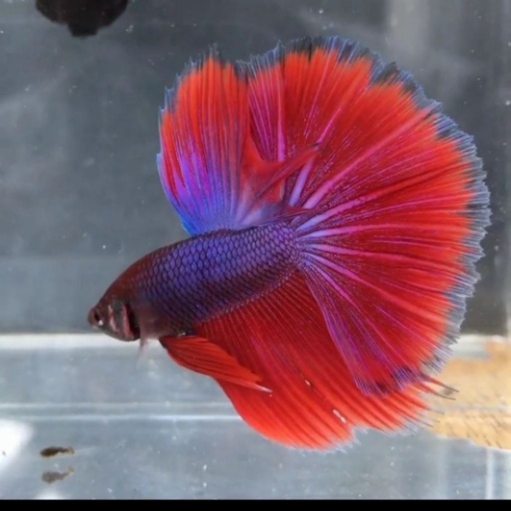 Ikan Cupang Halfmoon Jumbo Hiasan Aquarium Berkualitas