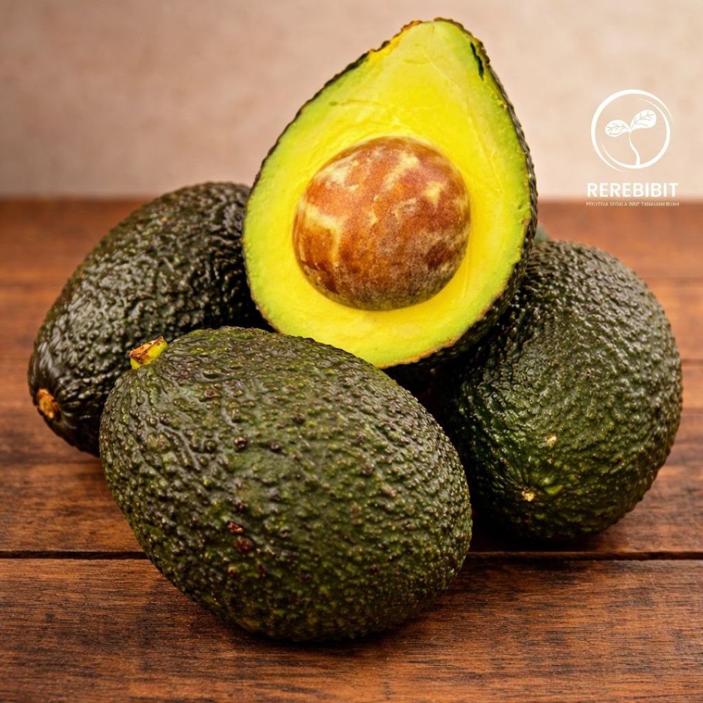 Bibit Alpukat Hass Australia Original Super