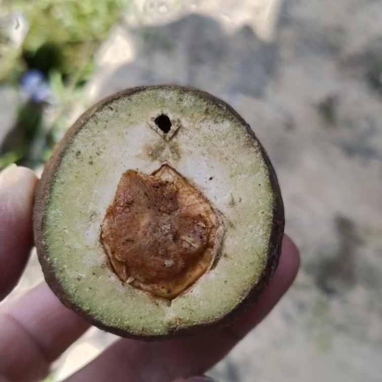 Kemiri Adu Muncang Adu Jayanti Si Poek Ori Cangklongan full Tua