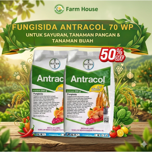 [B1G1] Antracol 70WP Bayer Fungisida – Obat Jamur Tanaman untuk Bercak Daun, Antraknosa & Embun Tepu