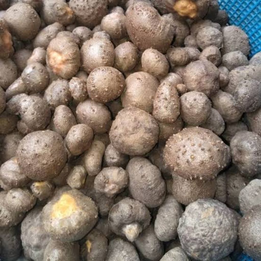 bibit porang 1kg