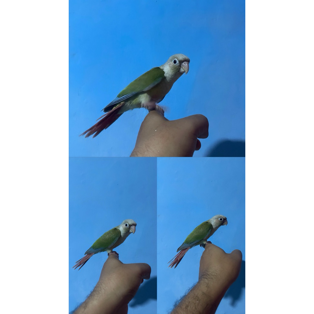 Pineapple conure Red factor/not sun conure/yellow side conure