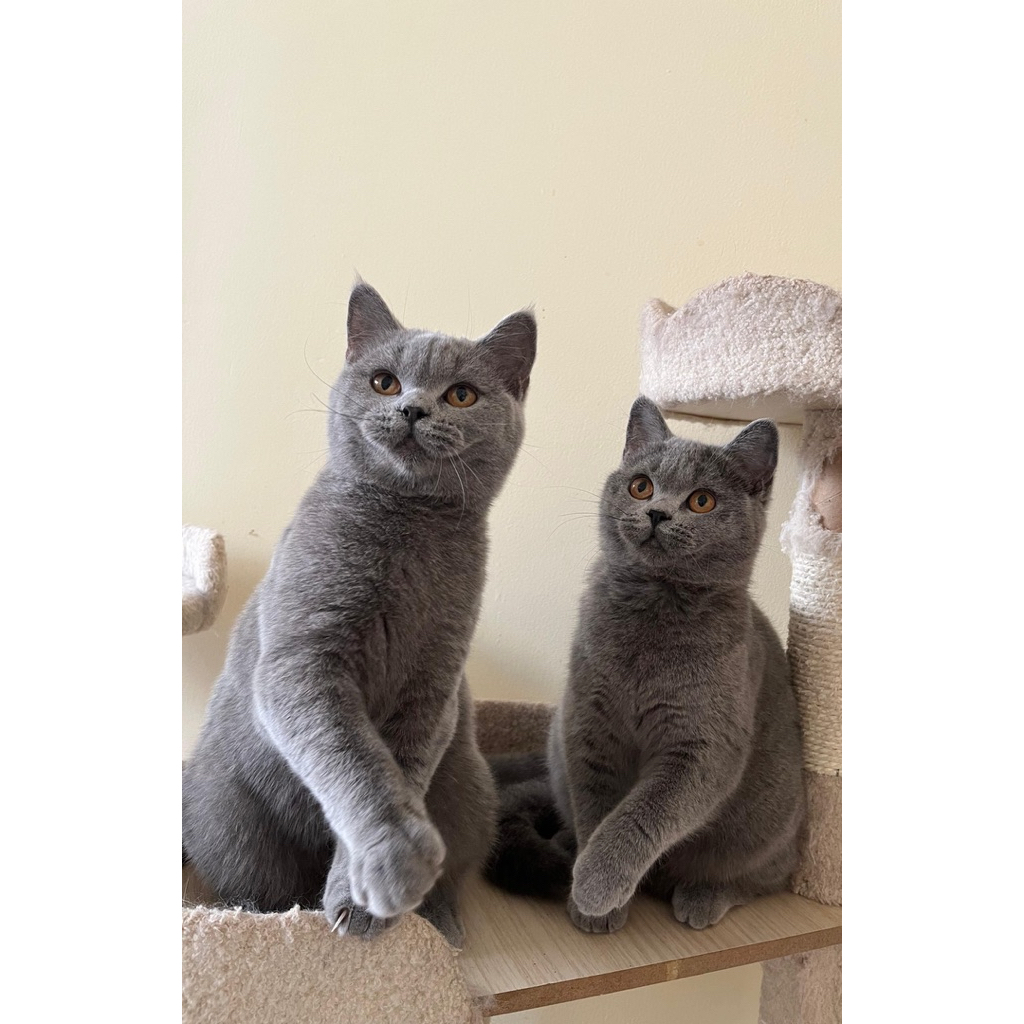 BSH British Short Hair Blue / Kucing Lucu / Kucing British