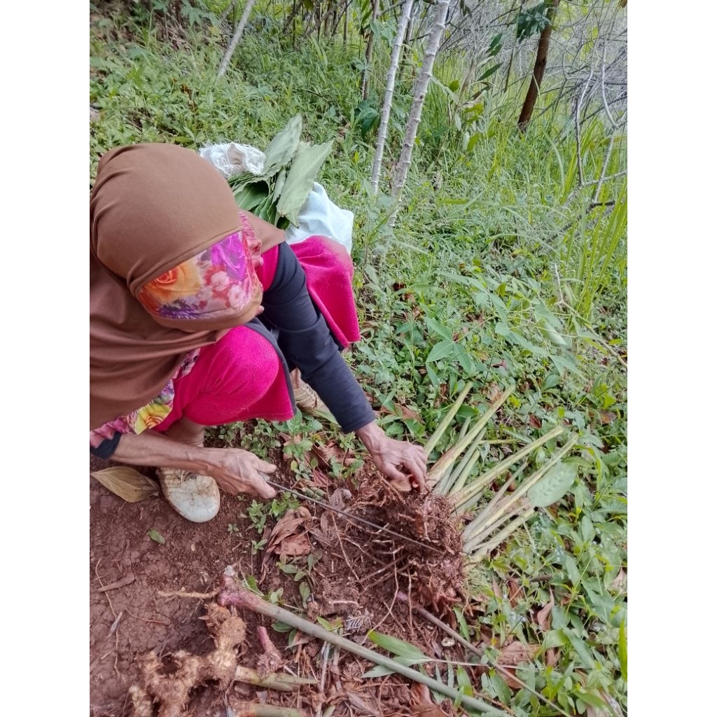 lengkuas merah dan segar