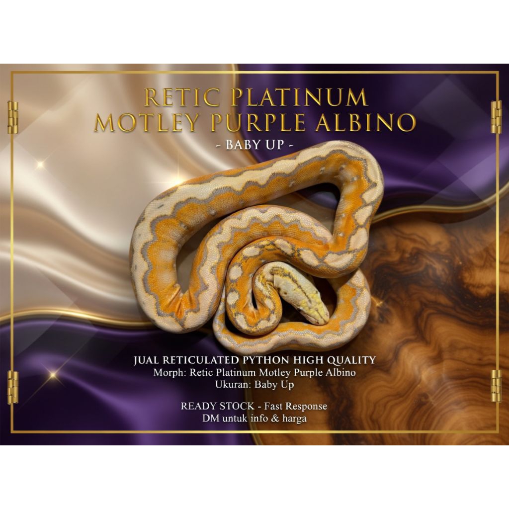 Pakan Tikus Retic Albino Platinum Motley Purple