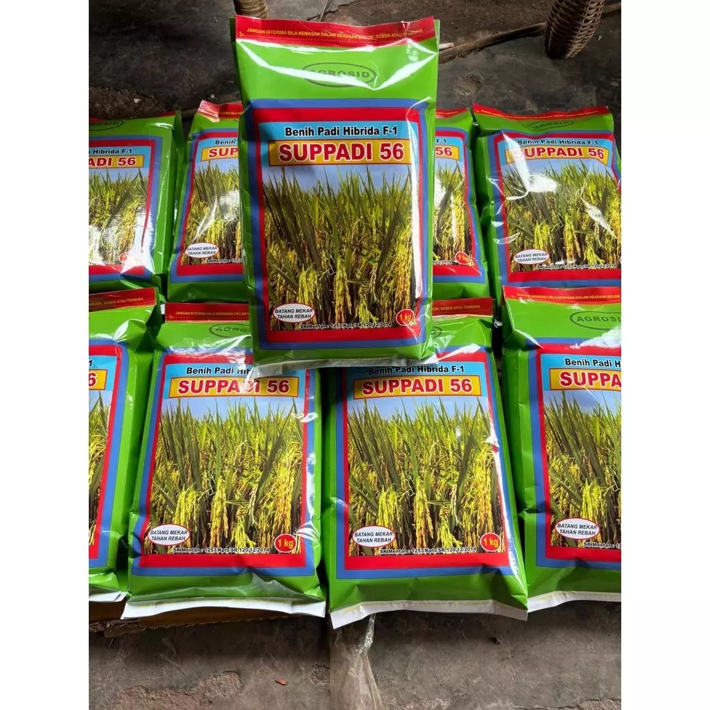 Bibit Benih Padi Hibrida Suppadi 56 1kg Kokoh Tahan Rebah