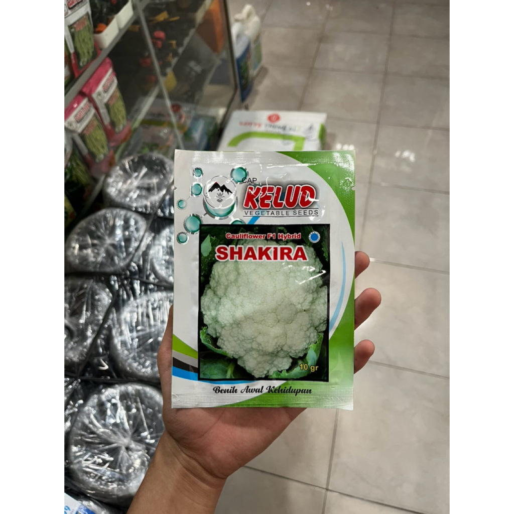 Benih Bunga Kol Shakira