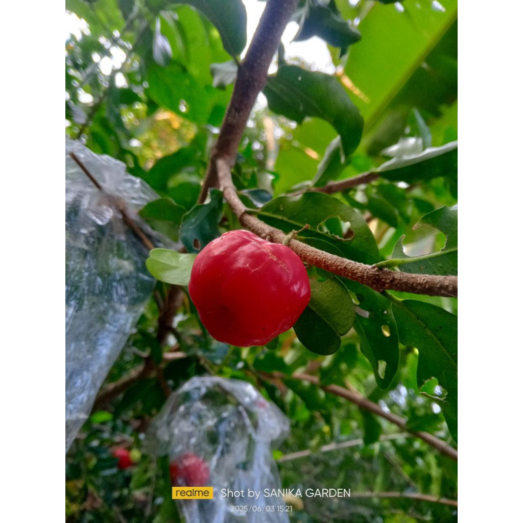 BIBIT POHON/BUAH SIANCI HASIL CANGKOK