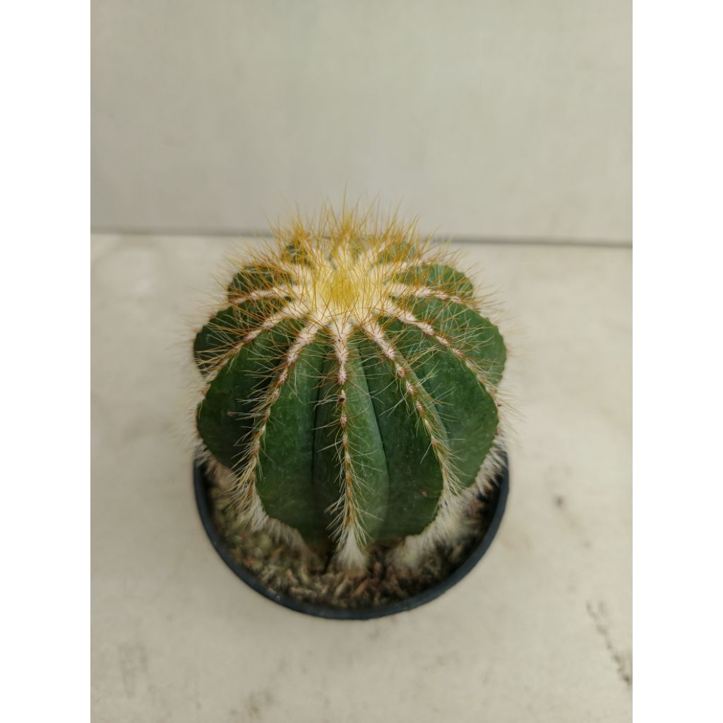 Kaktus Noto Jumbo pot 12cm