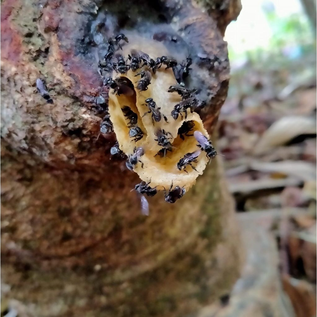 Log kelulut trigona itama super