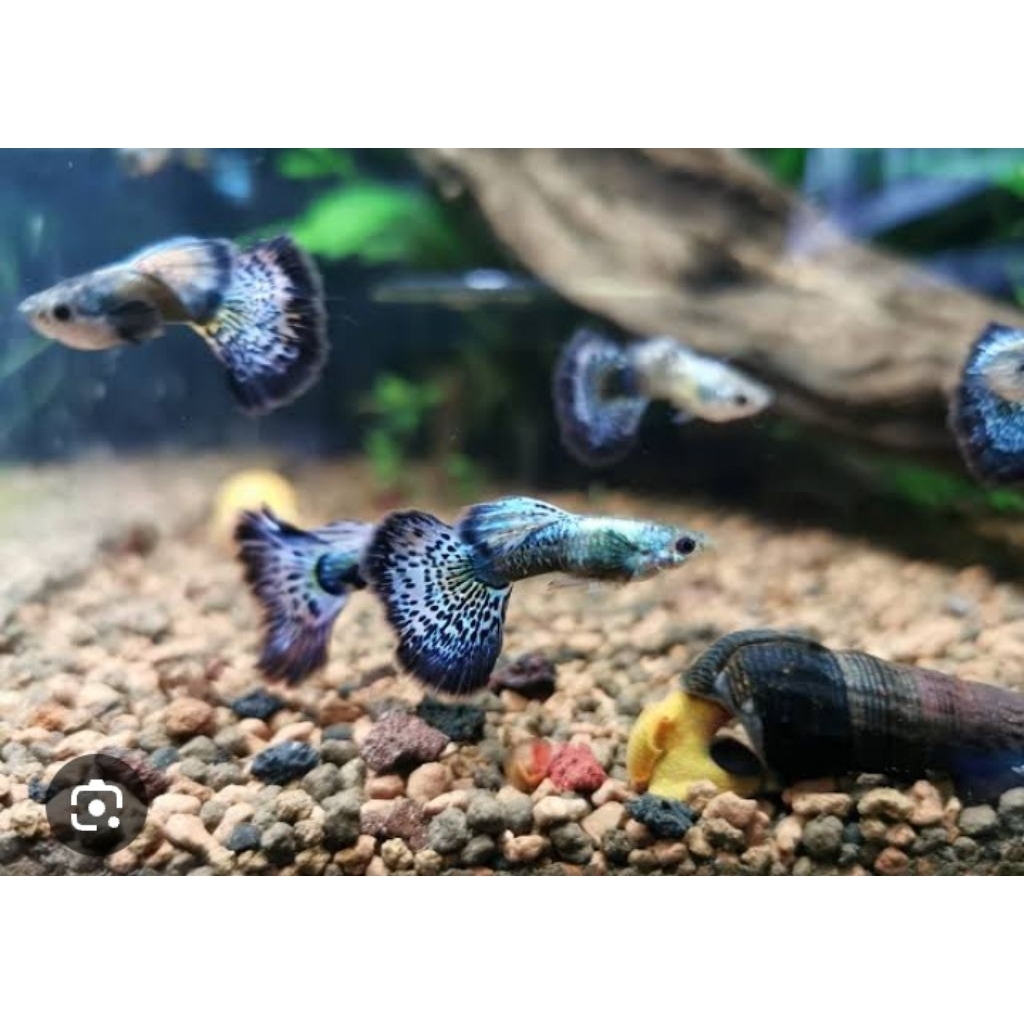 Dekorasi Aquarium Siap Ternak Guppy Indukan - Desain Realistis, Mudah Dipasang, Tingkatkan Kesehatan