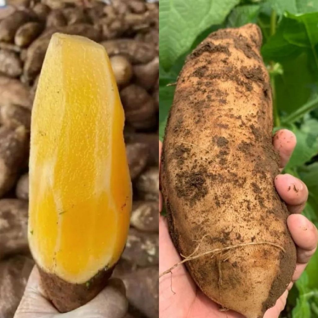 Ubi Yakon Fres jumbo 1 kg isi 1-2 ,Renyah Manis 100% Original Asli Wonosobo
