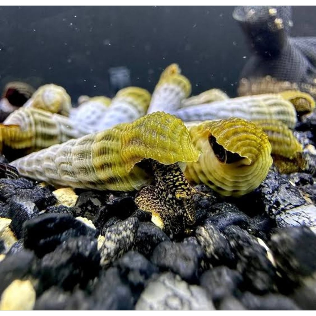 marwotoae rabbit snail sulawesi
