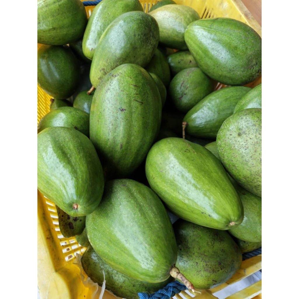 alpukat aligator jumbo super 1kg