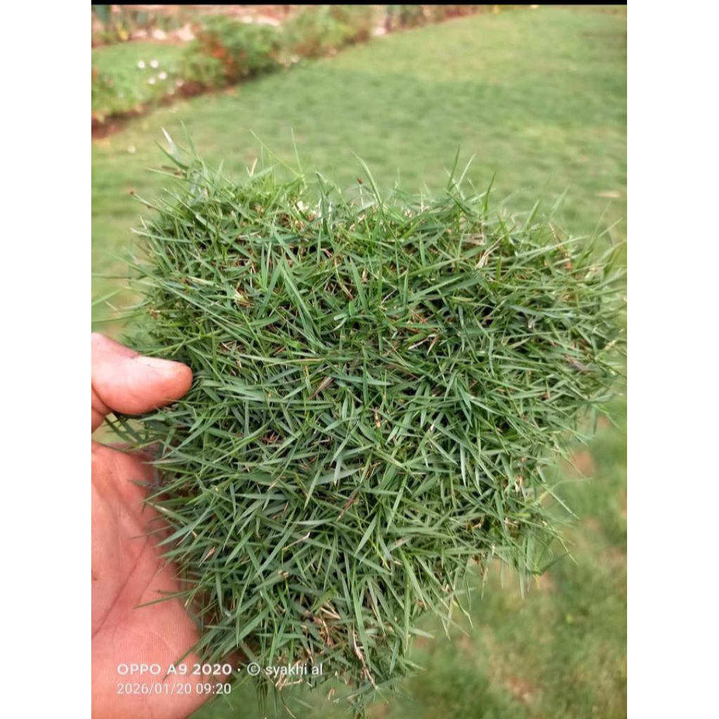 rumput jepang 1 meter persegi
