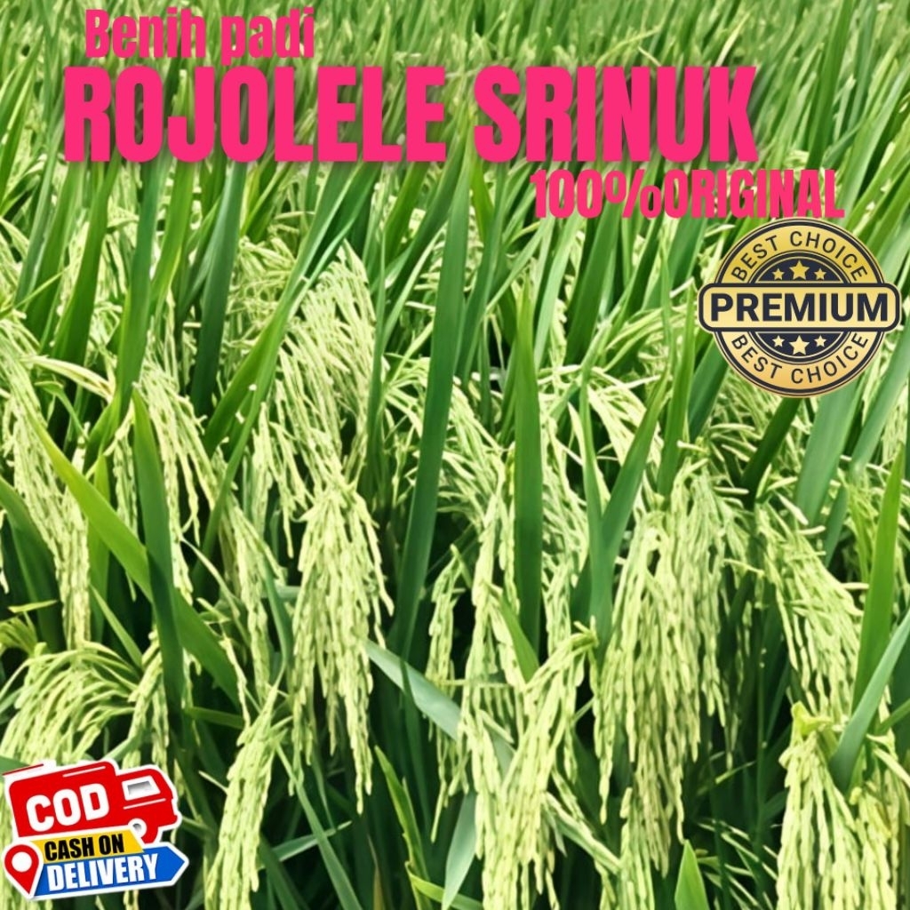 BIBIT BENIH PADI ROJOLELE SIRINUK ORIGINAL KUALITAS UNGGUL KEMASAN 5KG