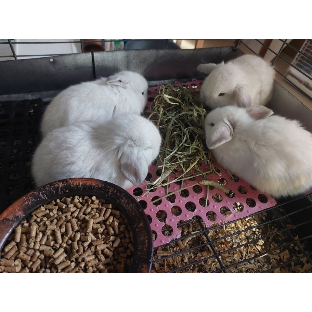 kelinci holland lop anakan putih frosty