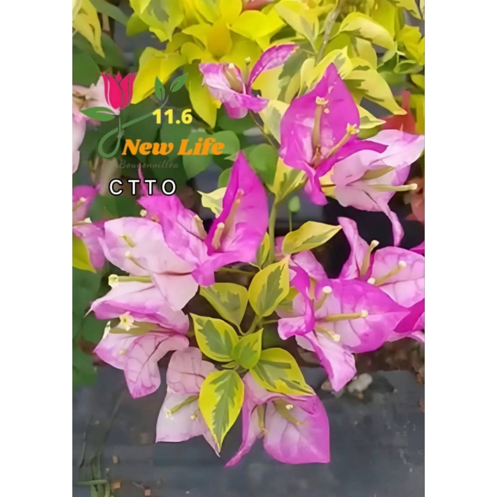 BOUGENVILLE VARIGATA WAJID ALISAH STEK&ENTRES