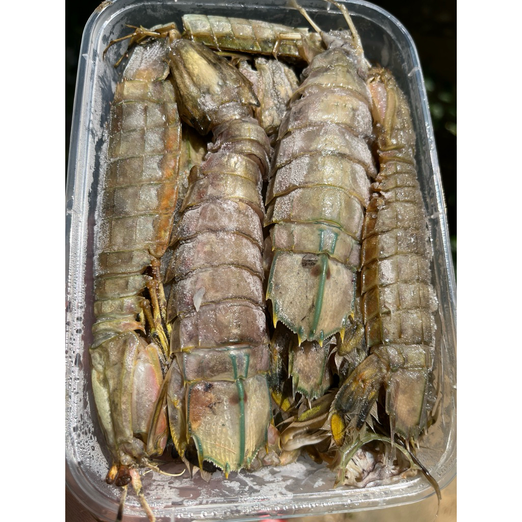 Udang Mantis 400gr