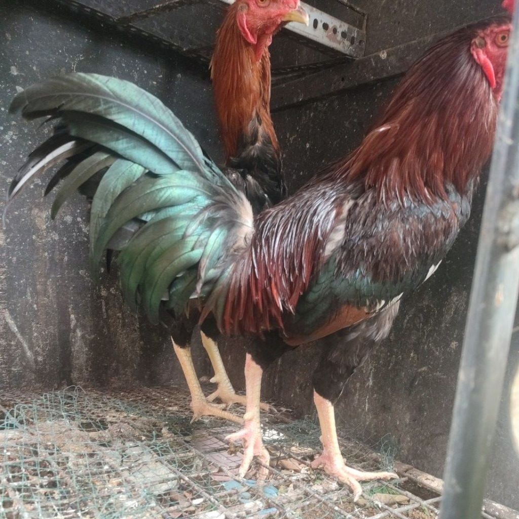 indukan ayam KUB 2 janaka, usia 6 bulan