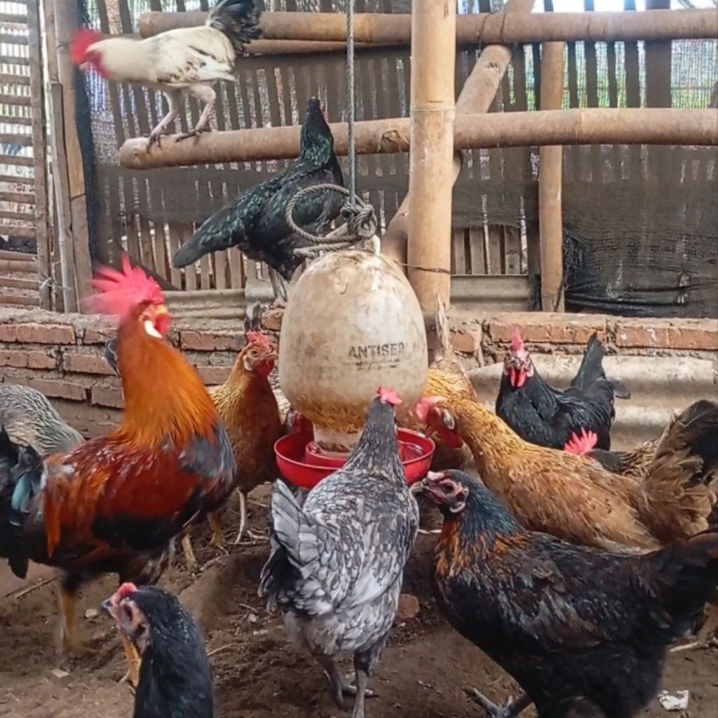 Telur Ayam Kampung Petelur Unggulan Fertil bisa ditetaskan  Elba X leghorn Malang