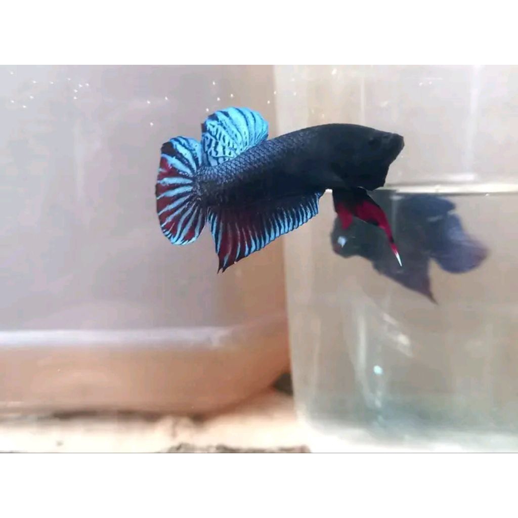 Ikan Cupang Aduan MDS Lokal Size M - Warna Acak, Sehat, Siap Adu