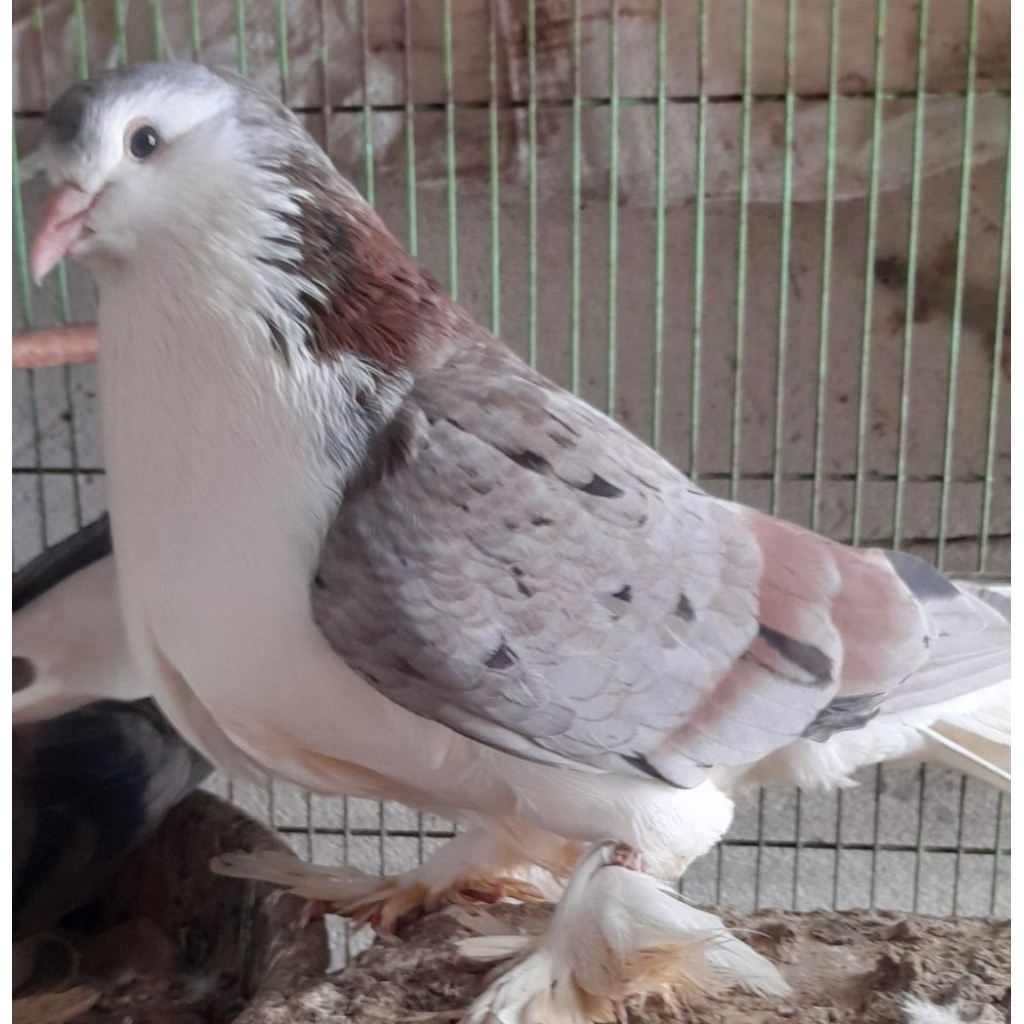 BURUNG MERPATI HIAS LAHORE BODI BIG JANTAN "burung sesuai foto video"