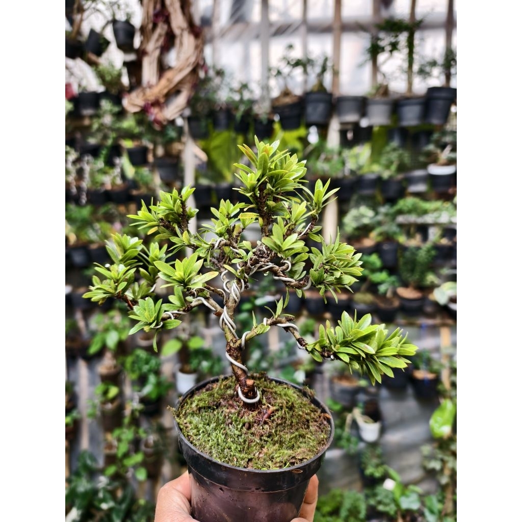 Bonsai Asoka Micro Bonsai berbunga ID Ixora Siap Pajang sudah berkarakter