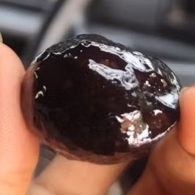 MUNCANG KEMIRI ADU JAWA MAHIR