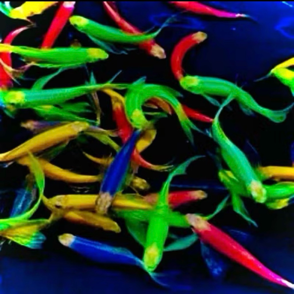 Danio Slayer Ikan Hias Aquarium & Aquascape Air Tawar