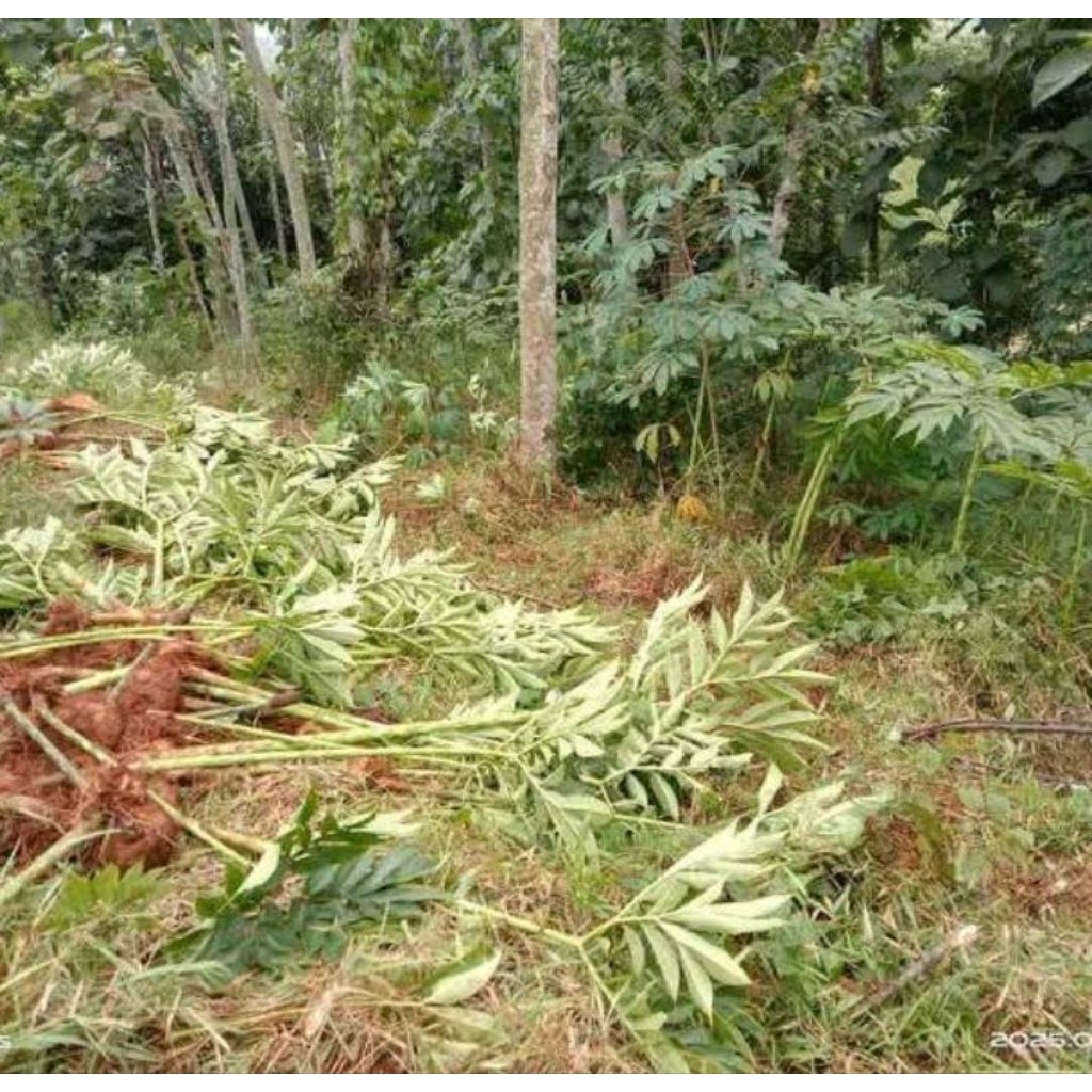 Termurah dan terlaris Porang fresh langsung dari kebun per 1 kg
