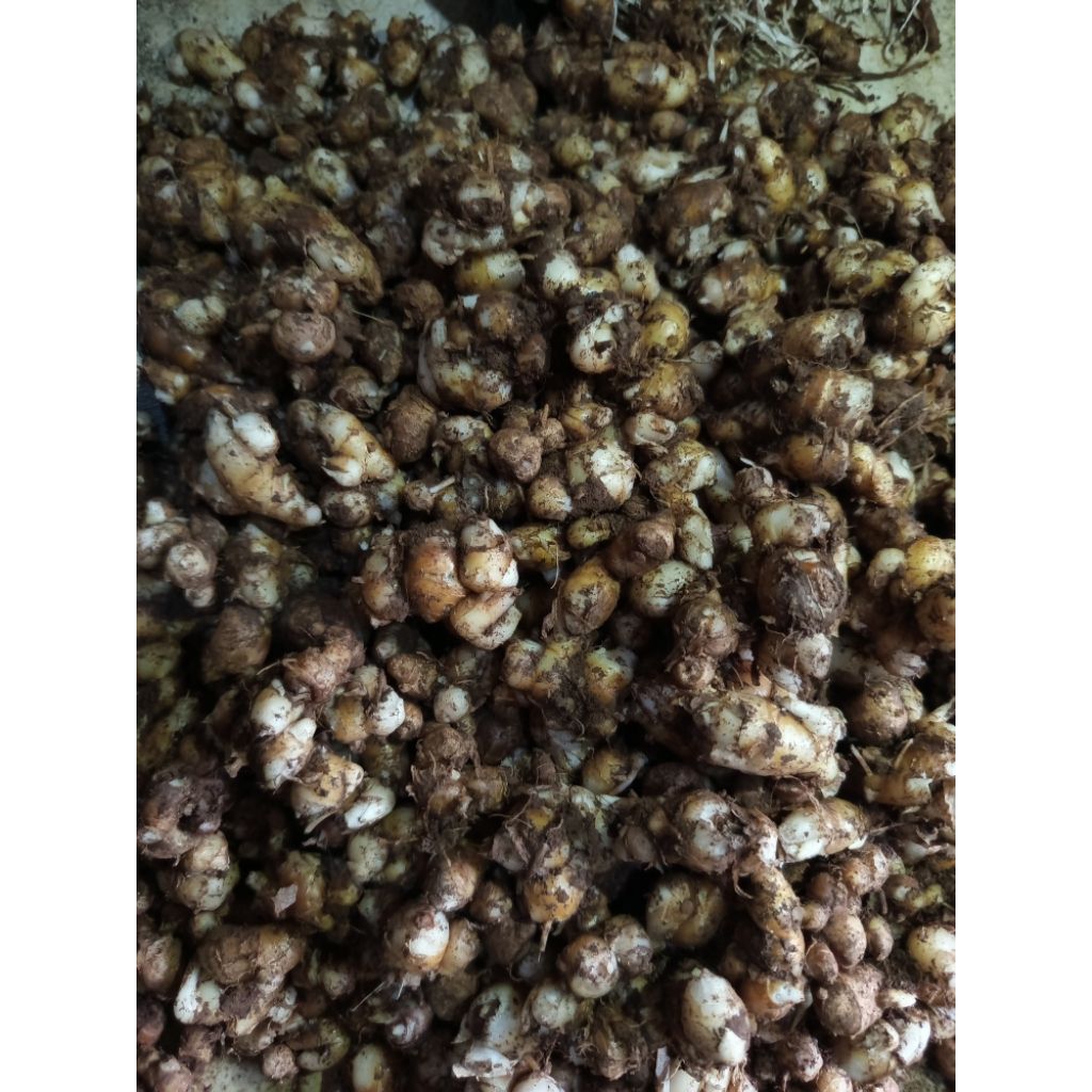 KENCUR STW (setengah tua) 1kg