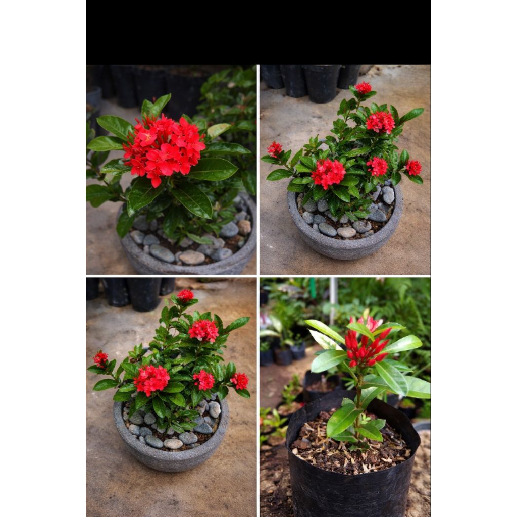 Promo Asoka bunga merah Soka india soka tanaman hias soka bunga merah