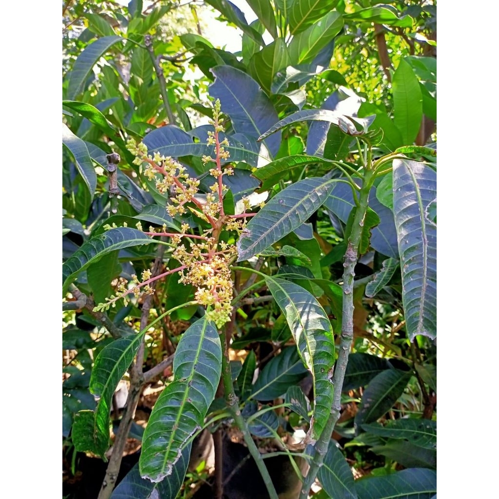 Bibit Mangga Kiojay Super Sudah Berbunga - Daging Tebal, Manis, dan Biji Kecil