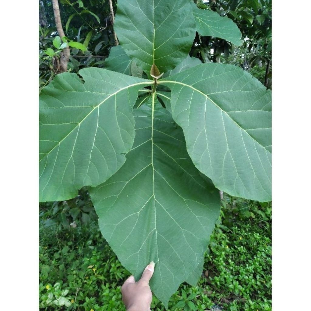 promo'' Promo daun jati segar langsung petik murah bagus untuk obat herbal alami bisa juga buat bung