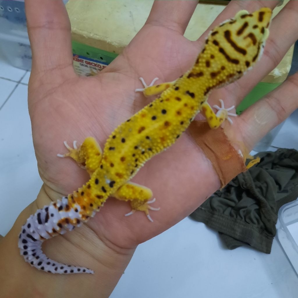 Mainan Anak Gecko leopard juvenile Emerine Red Stripe i