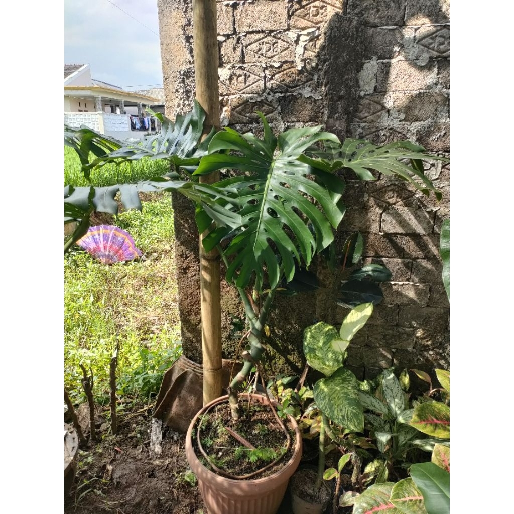 Monstera King Deliciosa ori Jumbo