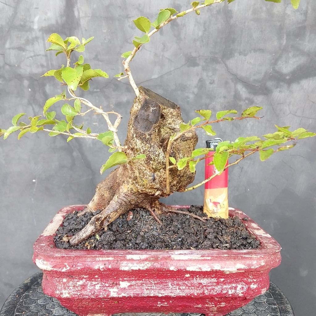 Bahan bonsai rukem A2