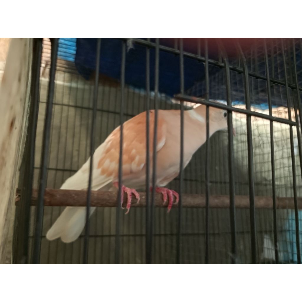 Burung  Puter silangan pelung & irak, JANTAN, dewasa, rajin bunyi, langka.