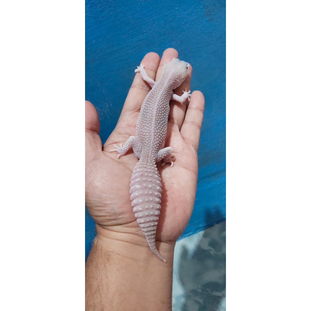 Mainan Leopard Gecko SS Blizzard
