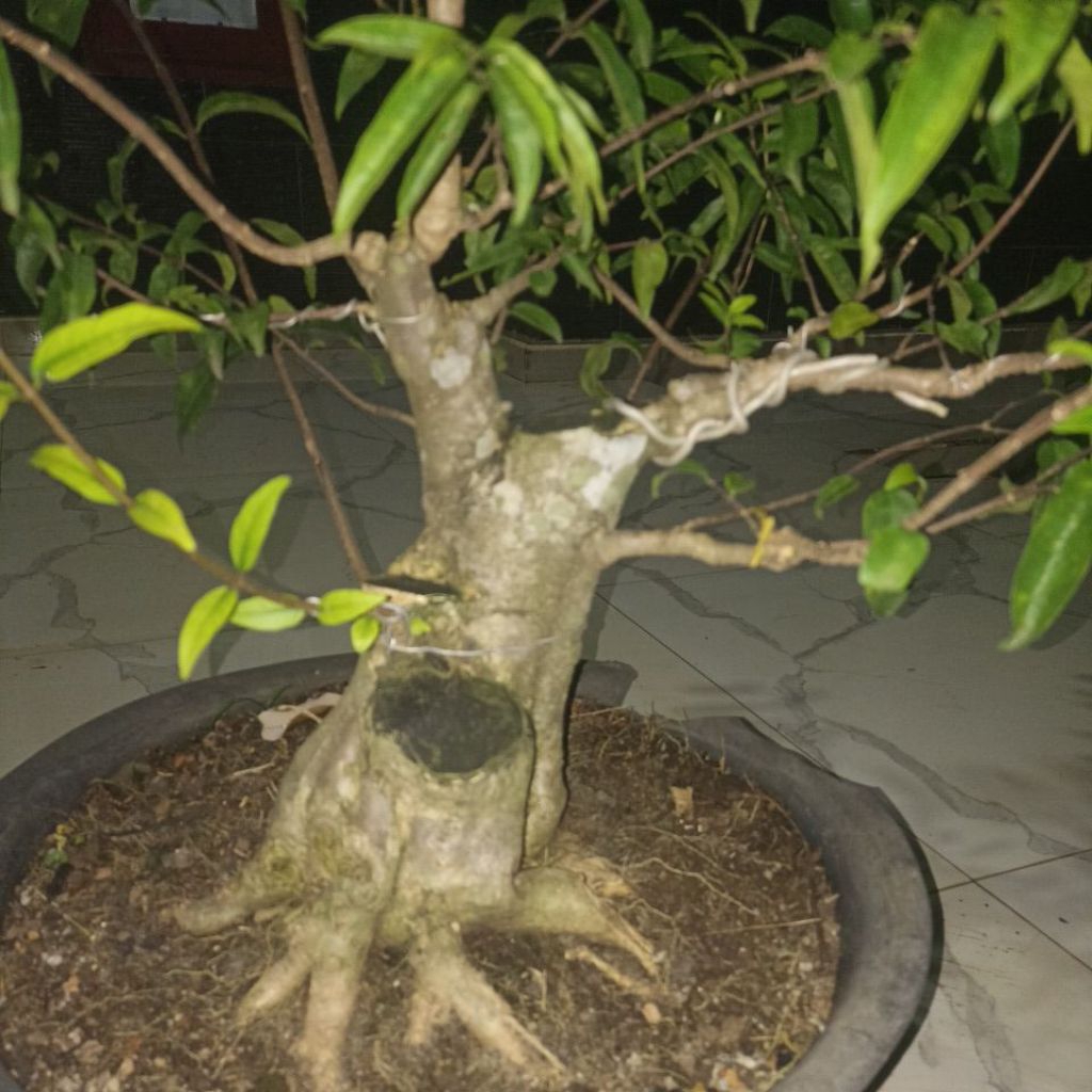 Bahan Bonsai Anting Putri - Anting Putri, Bonsai Anting Putri, Anput Bonsai
