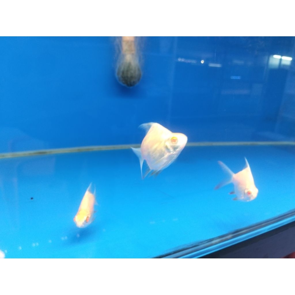Hiasan Aquarium Stiker Kaviat Albino Short Body Size 5 cm Ikan Pembersih Kotoran Dasaran Tankmate Ar