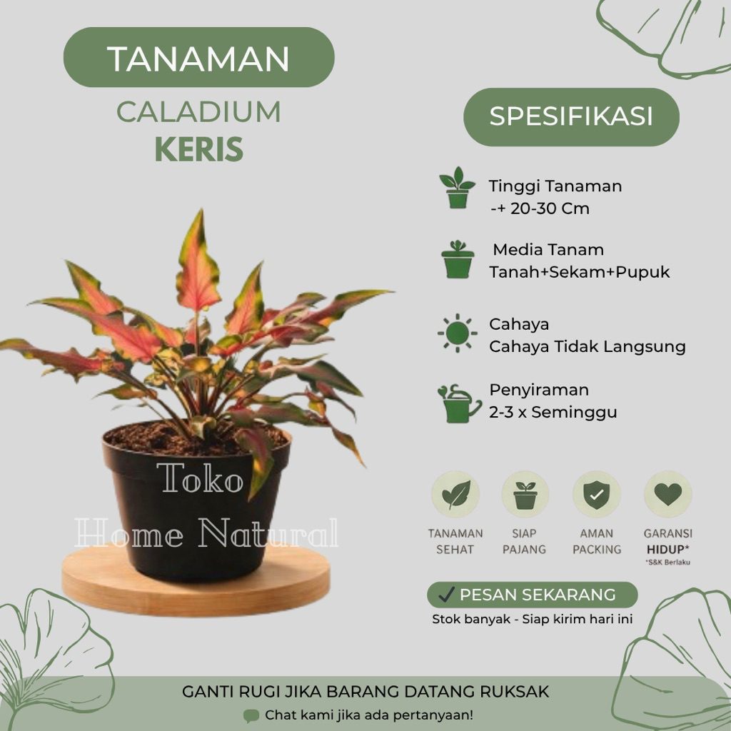 Tanaman Caladium Keris Atau Keladi Kering Pink Beauty