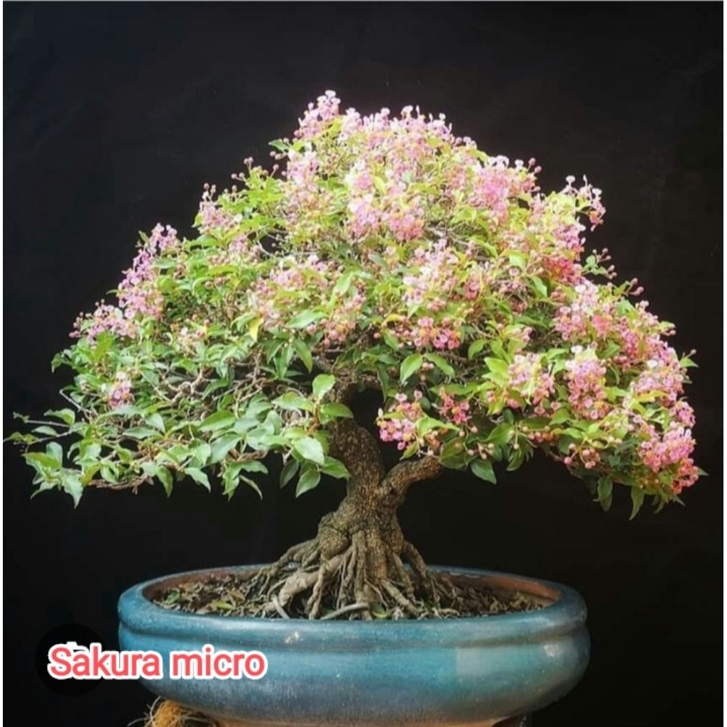 Sakura mikro,bahan bonsai