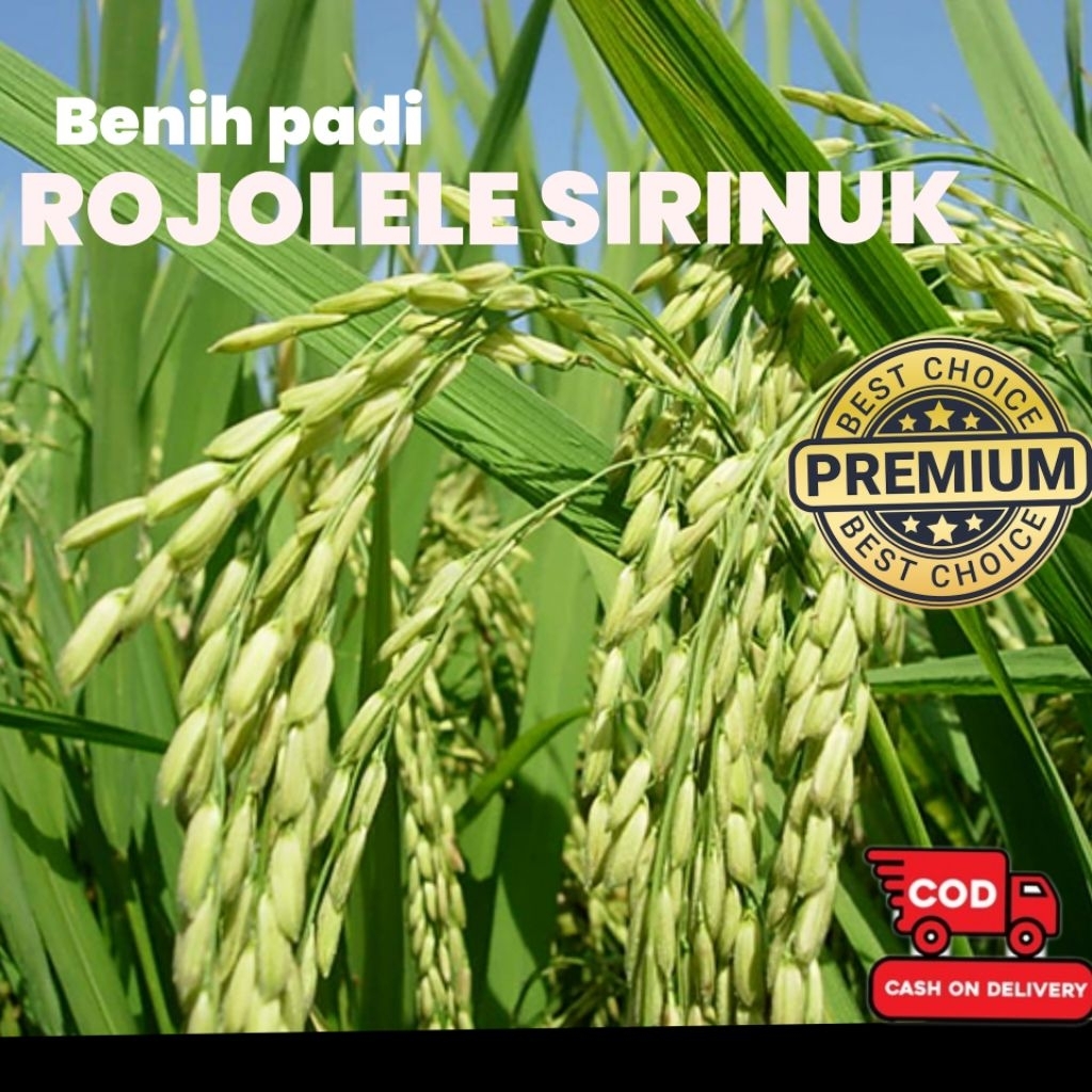 BENIH PADI ROJOLELE SIRINUK KWUALITAS  PREMIUM KEMASAN 5 KG
