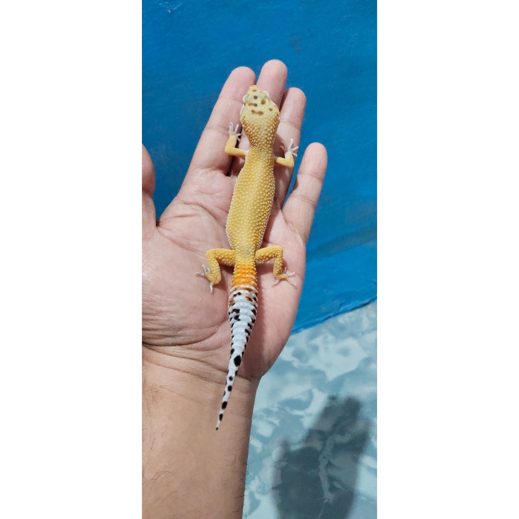 Mainan Leopard Gecko Emerine