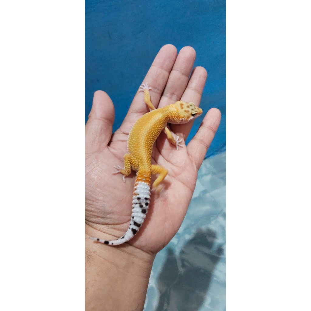Mainan Leopard Gecko Emerine Red Stripe