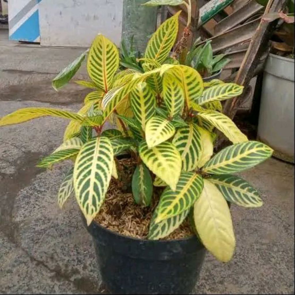tanamanhias aphelandra - tanaman aphelandra - aphelandra daun kuning strip Hijau