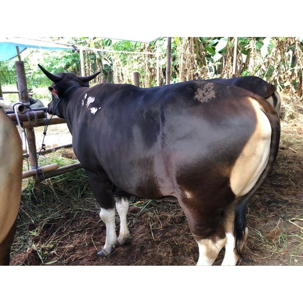 Sapi kurban qurban sapi bali kualitas super